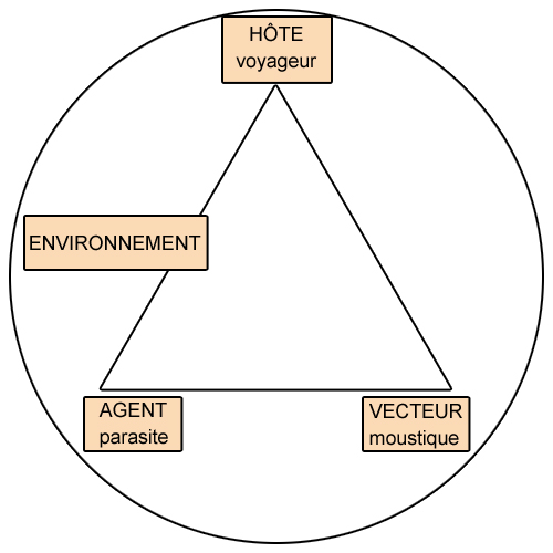Illustration du triangle épidémiologique (ex. : paludisme)